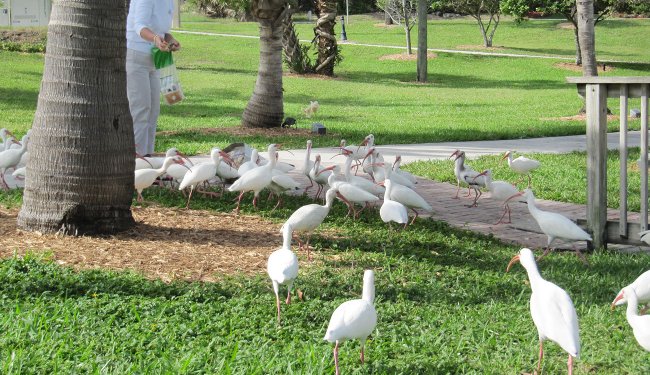person feeding white ibis in a park