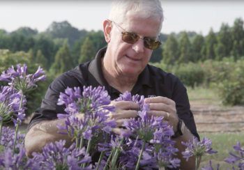University of Georgia researcher John Ruter works with flowers in the field