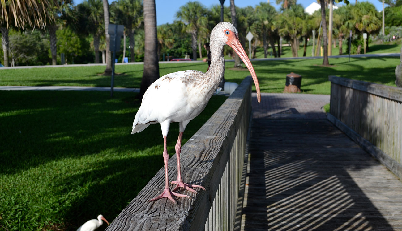 white ibis standing on a rail of a walkway