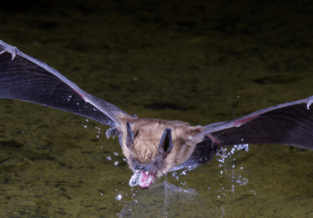 A brown bat drinks off the water in the wild.