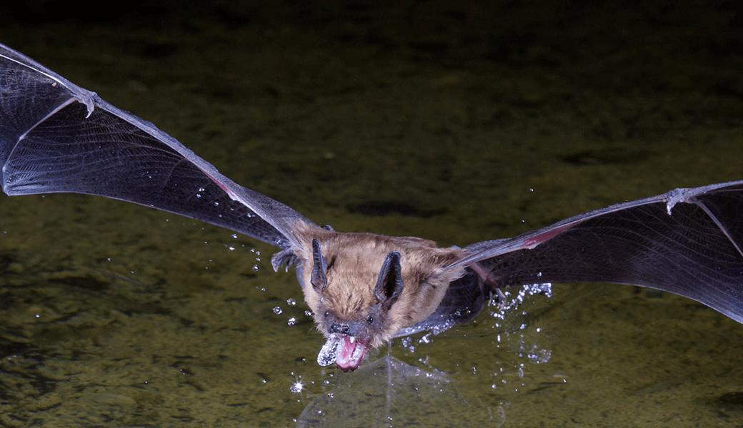 A brown bat drinks off the water in the wild.
