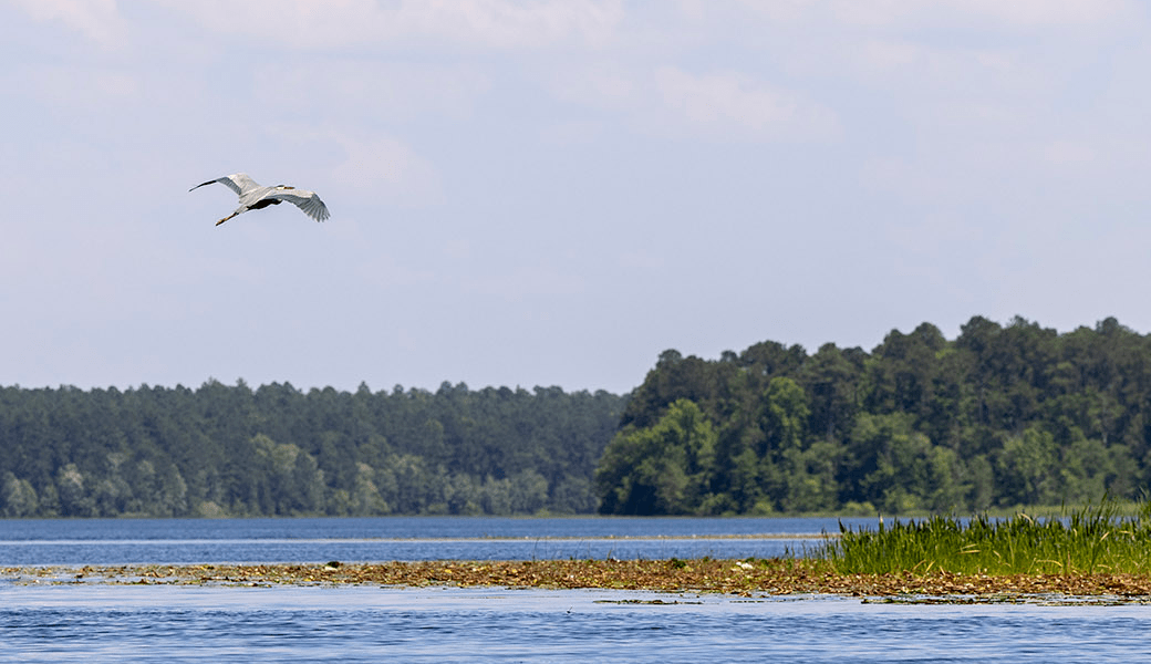 A heron flies over a lake at the Savannah River Ecology Laboratory (SREL)