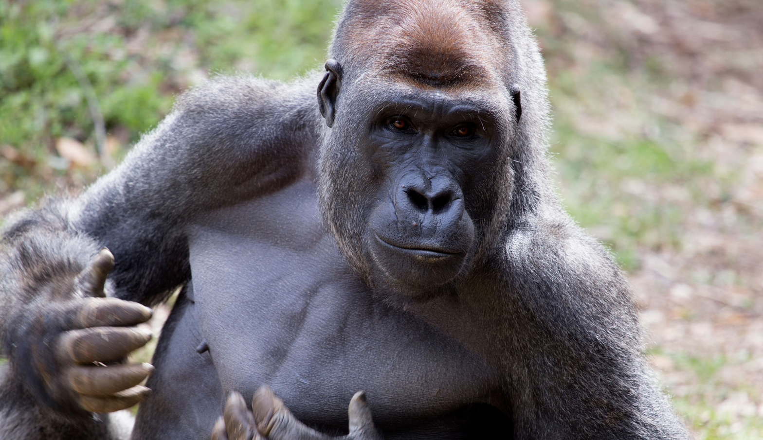 Charlie, one of the male gorillas at Zoo Atlanta, thumps his chest in his enclosure.