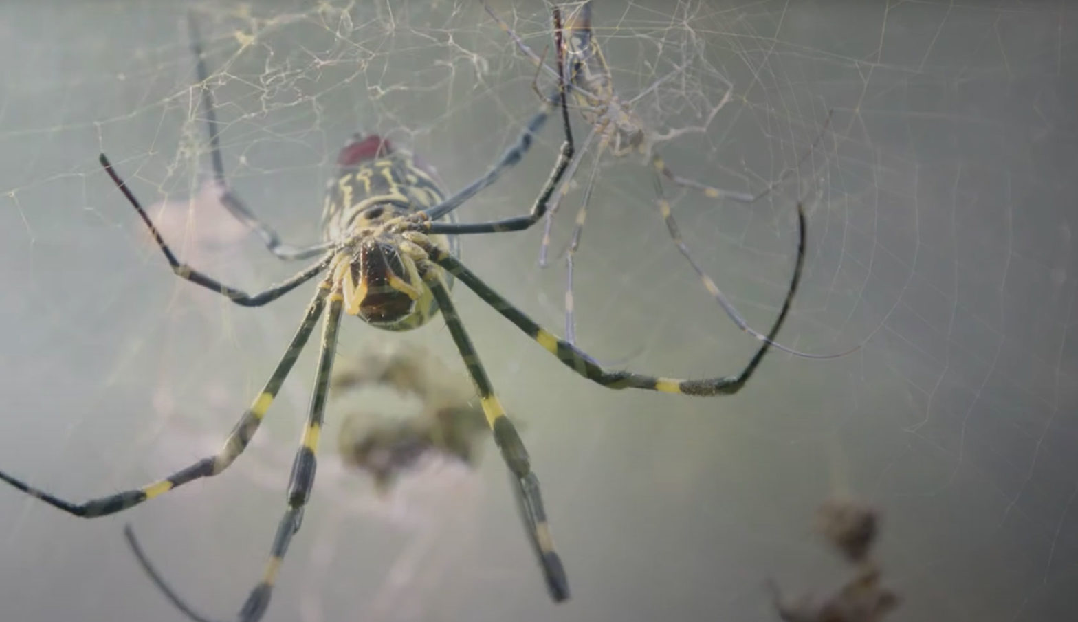 joro spider in her web
