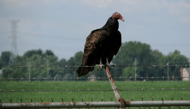 vulture resting on metal fence
