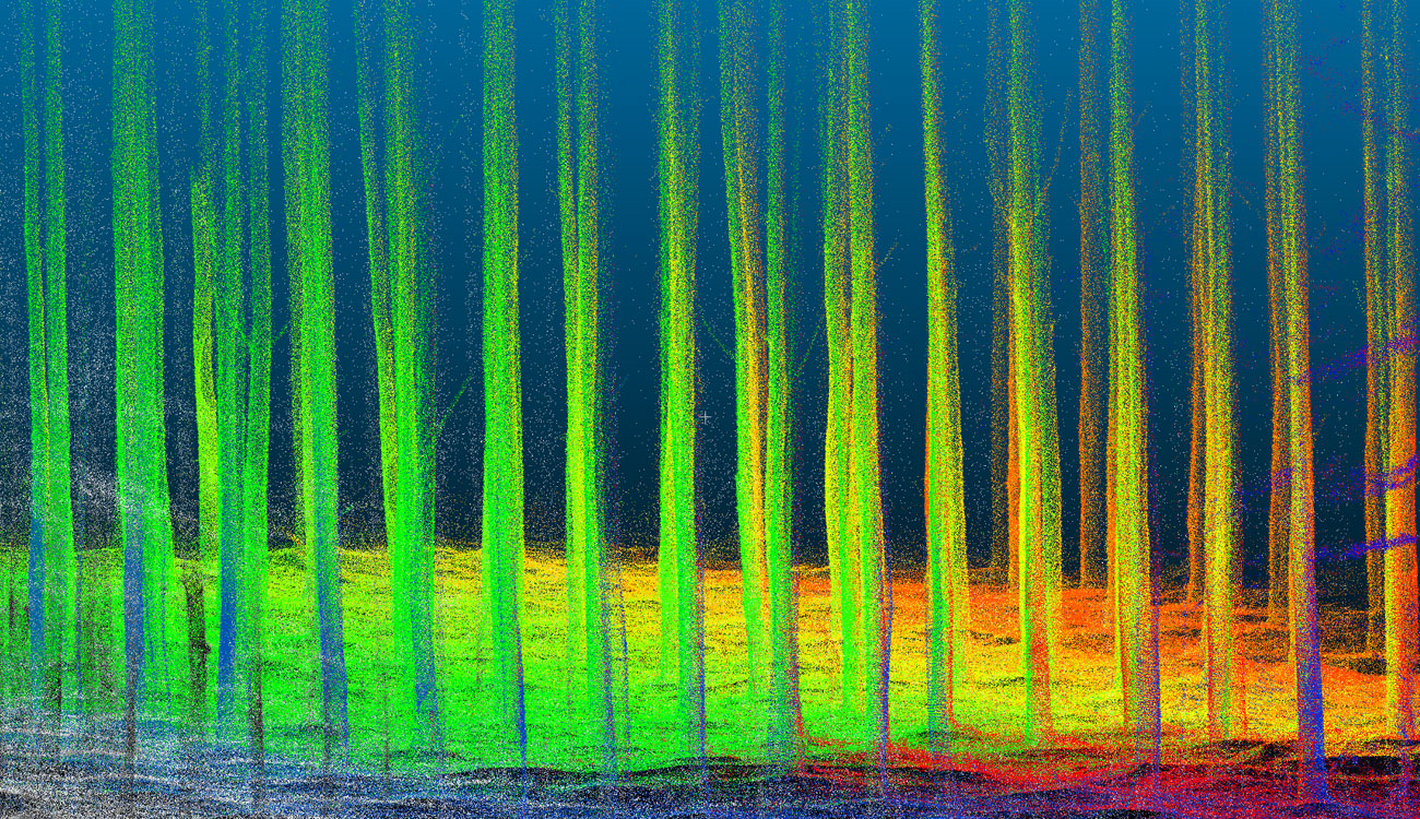 lidar image of loblolly pine trees