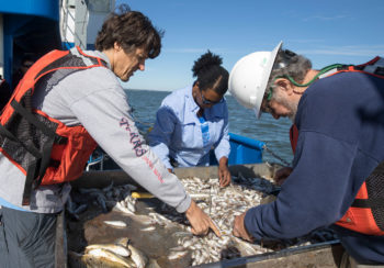 Ecology professor Jeb Byers assists with separating and inventorying marine animals on the R/V Savannah research vessel during a cruise off the Georgia coast.