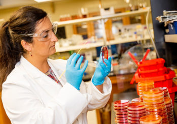 Nikki Shariat, assistant professor of population health in UGA’s College of Veterinary Medicine works in her laboratory