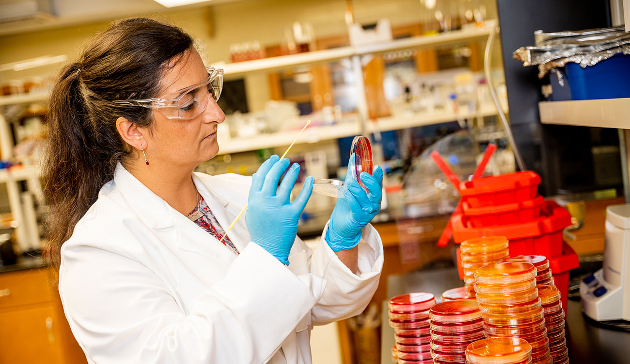 Nikki Shariat, assistant professor of population health in UGA’s College of Veterinary Medicine works in her laboratory
