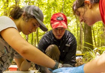 Undergraduate student Adrienne Risk, Jim Beasley, and undergraduate student Hannah Vesper collect data from a sedated wild pig.