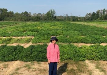 UGA horticulture scientist Ye Juliet Chu is the latest peanut researcher in the College of Agricultural and Environmental Sciences to produce three breeding lines from peanut’s wild relatives