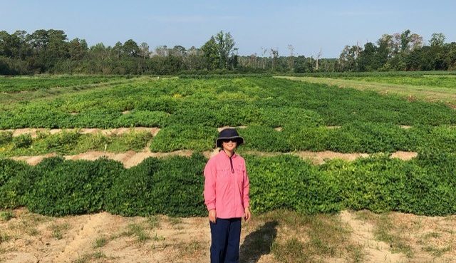 UGA horticulture scientist Ye Juliet Chu is the latest peanut researcher in the College of Agricultural and Environmental Sciences to produce three breeding lines from peanut’s wild relatives