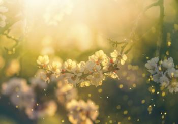 UGA researchers discovered when pollen begins expressing its own genome, a major life cycle transition in plants.