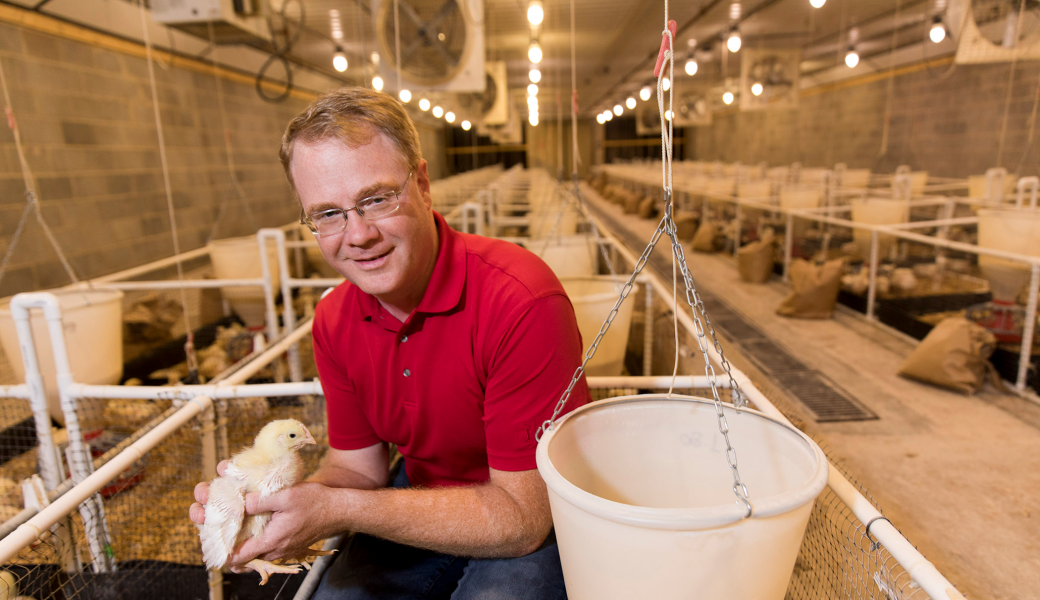 Todd Applegate, R. Harold and Patsy Harrison Distinguished Professor in Poultry Science, examines a chick in a research chicken house in 2017. (Photo by Andrew Davis Tucker/UGA)