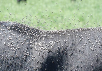 horn flies on cow's back