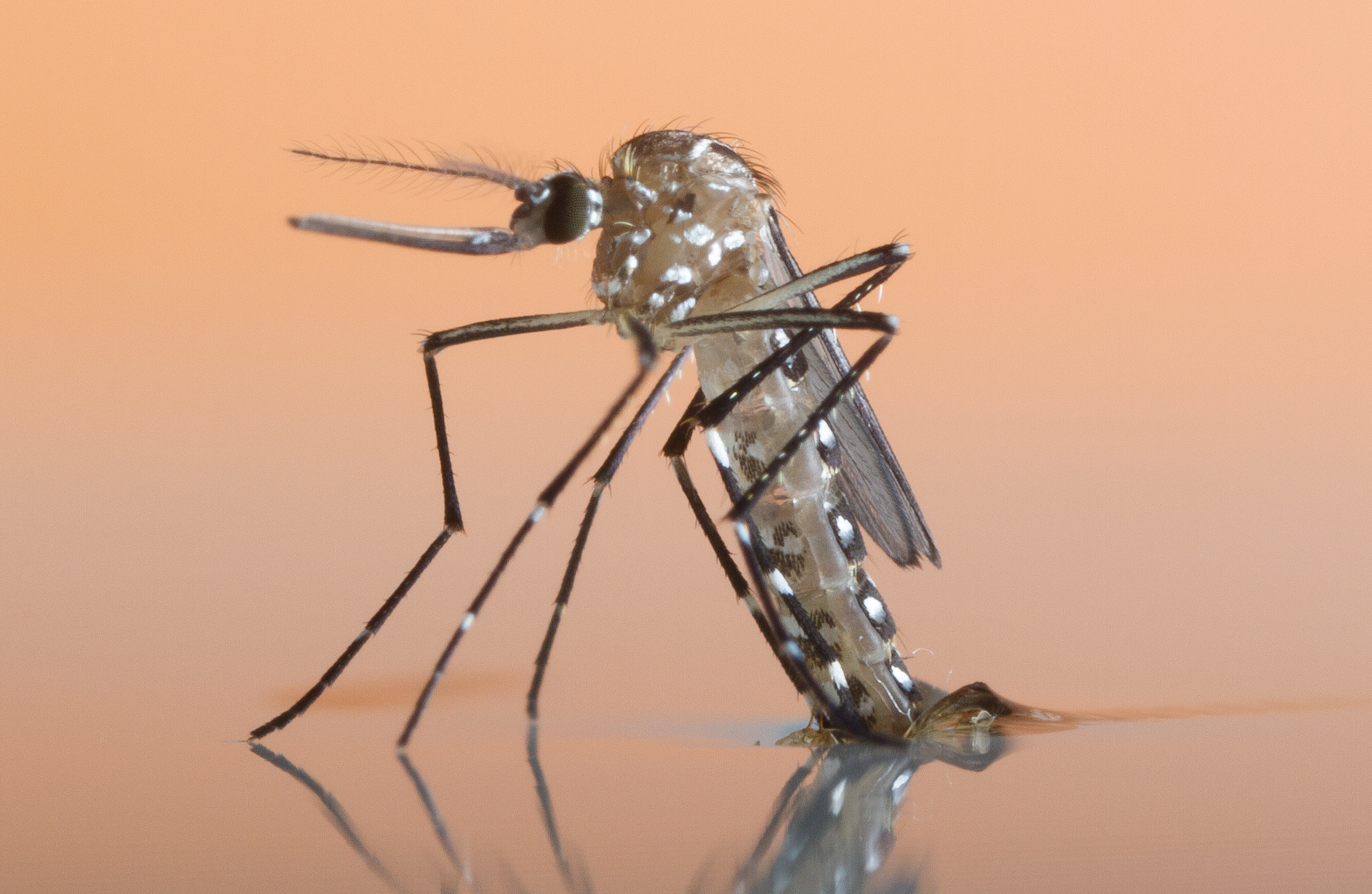 6 - KEY PHOTO - Aedes aegypti female_emerge_peach_2456