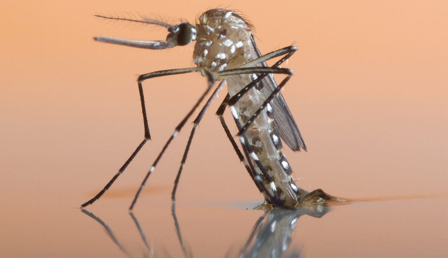 Aedes aegypti female
