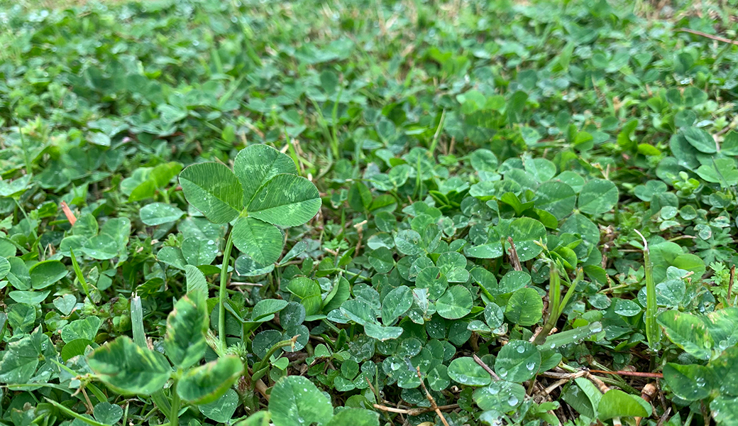 The science and secrets of four-leaf clovers