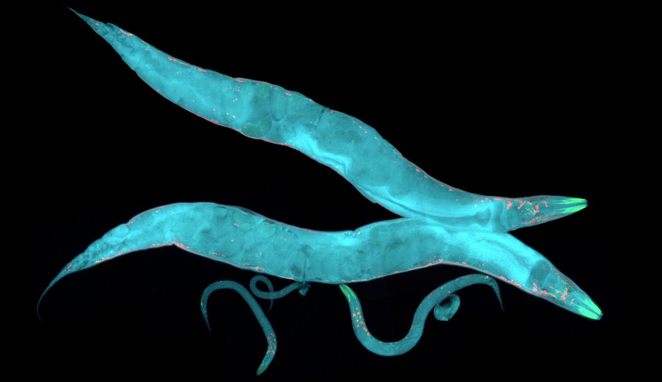 C elegans