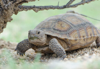 small tortoise walking on rocky ground right next to a tree