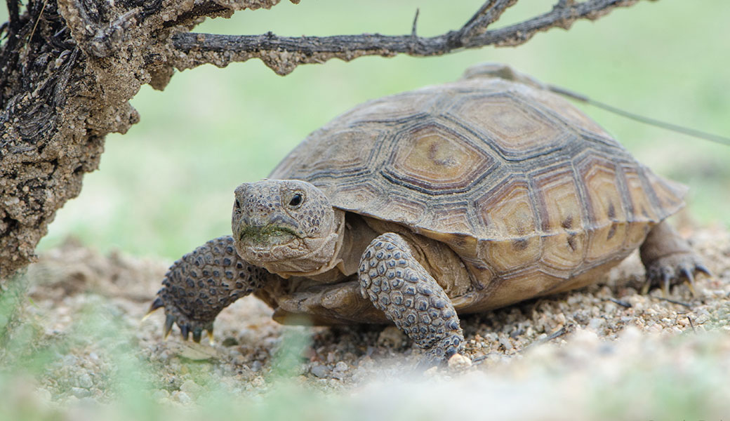 small tortoise walking on rocky ground right next to a tree
