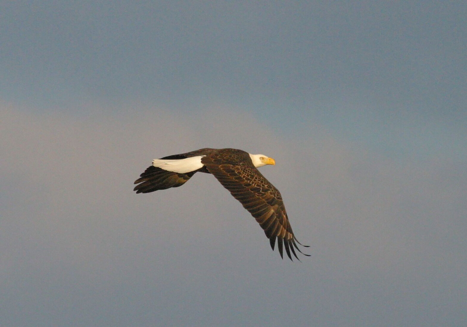 Eagle soaring with it wings pointing downward