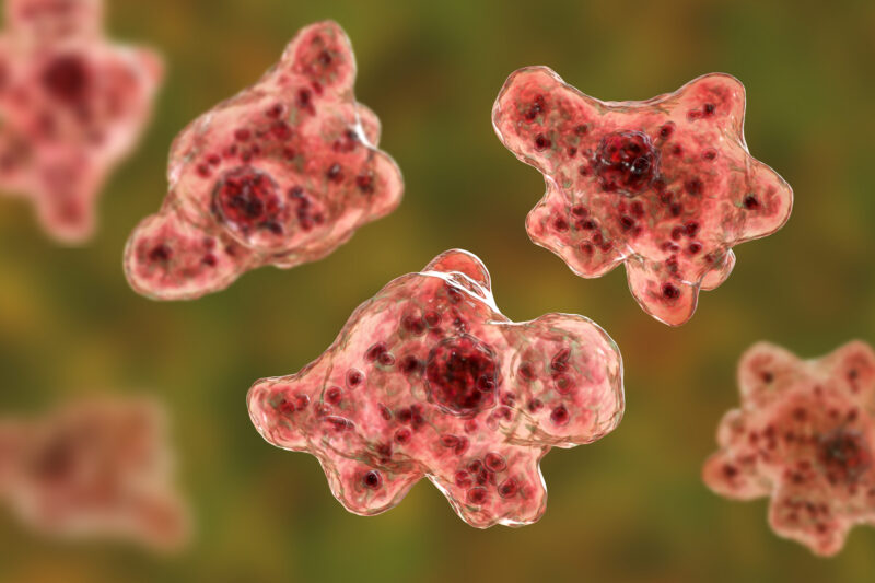 Brain-eating amoeba infection, naegleriasis. Trophozoite, infectious form of the parasite Naegleria fowleri, 3D illustration Credit: iStock/Dr_Microbe