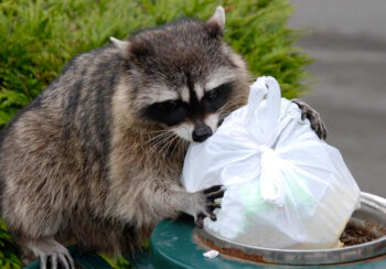 Raccoon eating garbage