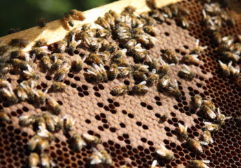 UGA Honey Bee Lab offers beekeeping certification