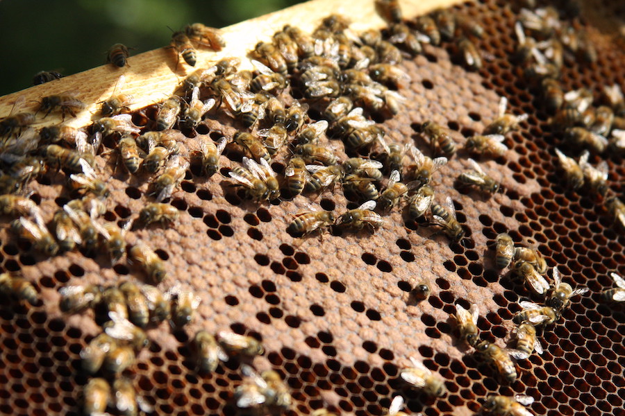 UGA Honey Bee Lab offers beekeeping certification