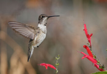 Black-chinned hummingbird