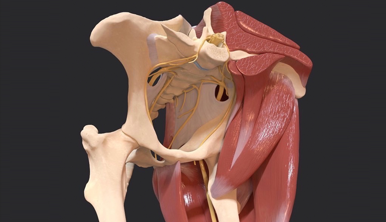 Horse pelvis anatomy