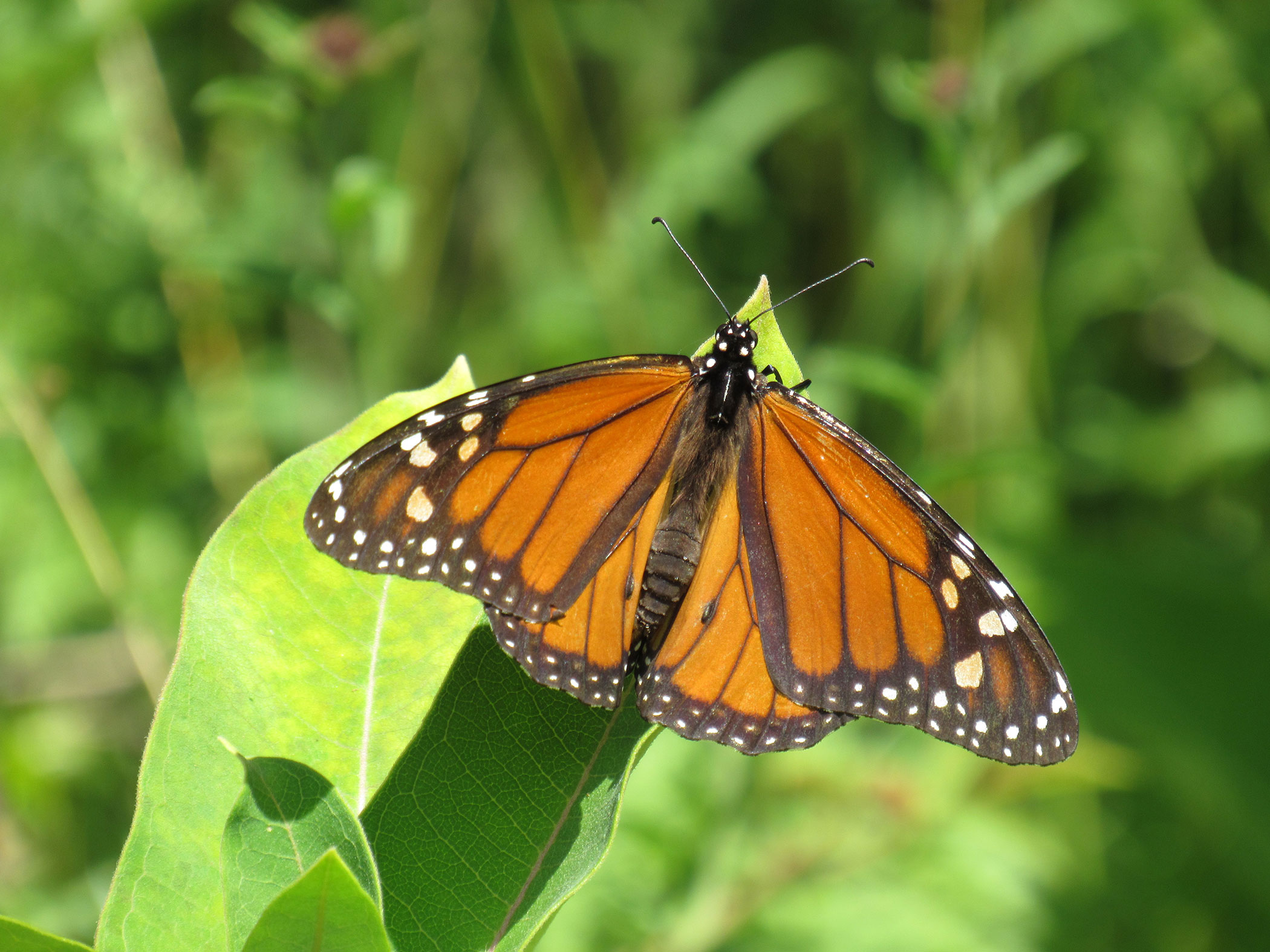 A monarch butterfly rests on a leaf in Nova Scotia, Canada.