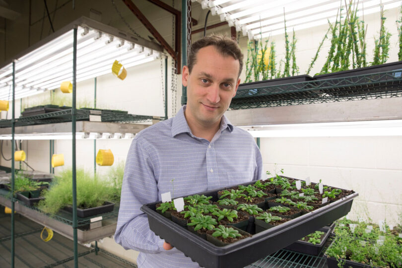 Plant biologist nominated for prestigious early career award