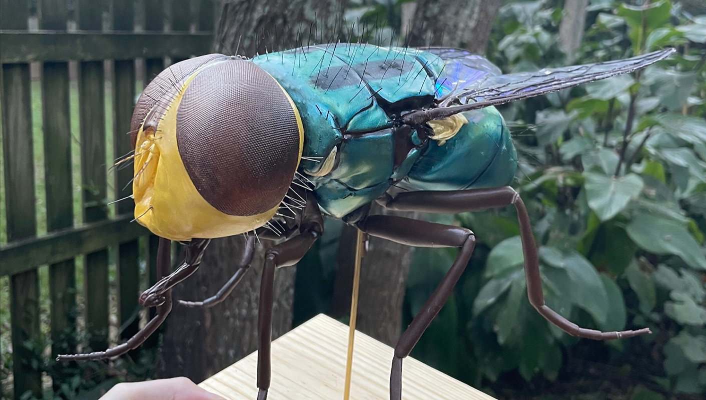 Insect Model