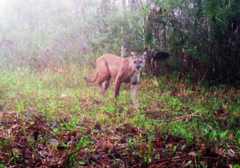 Panther caught on trail camera.