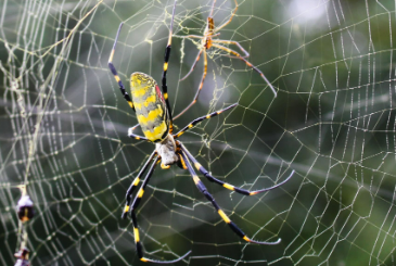 Yellow and black Joro Spider