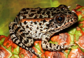 image of gopher frog