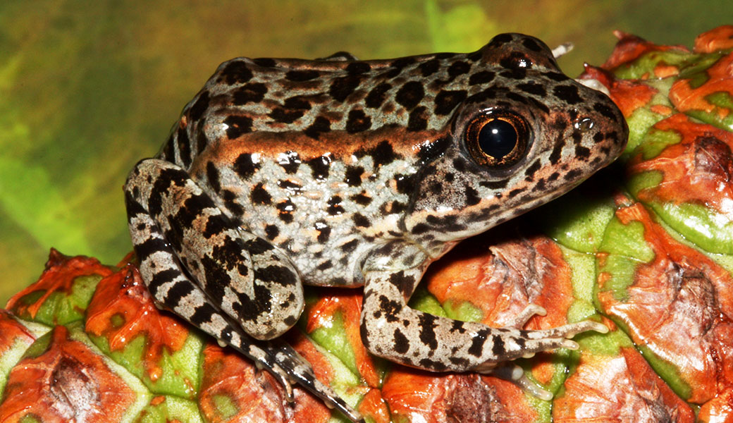 image of gopher frog