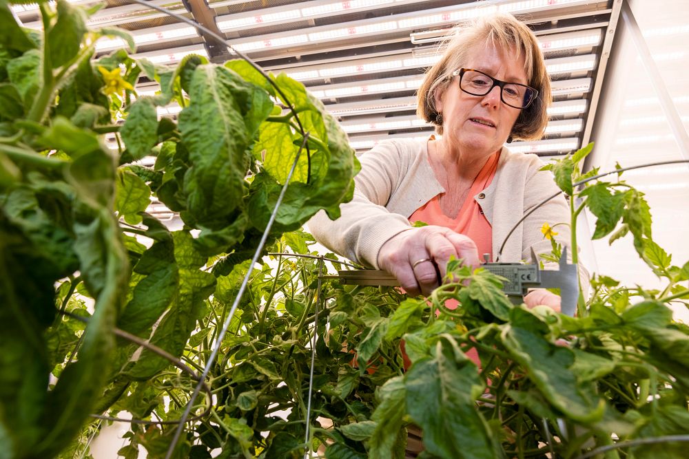 UGA genomicist seeks to offset climate impacts on important food crop