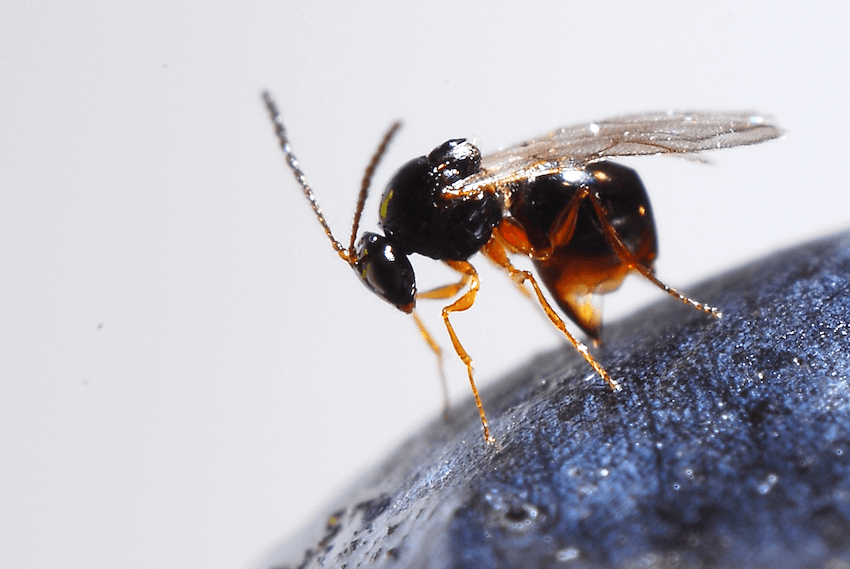 UGA releases parasitic wasp to control invasive fruit fly
