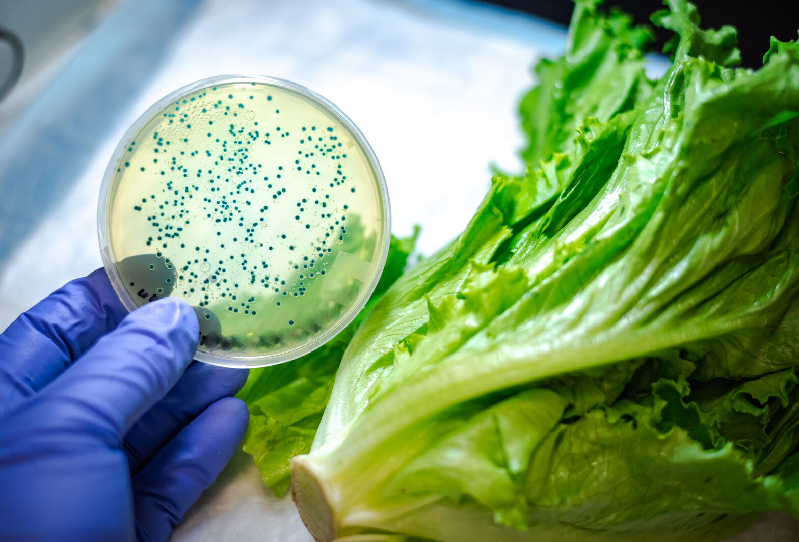 Bacterial culture plate against romaine lettuce