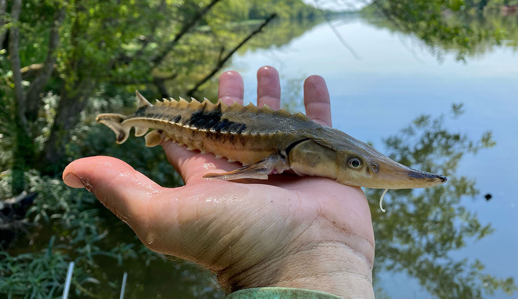 holding a small sturgeon fish in the palm of one hand