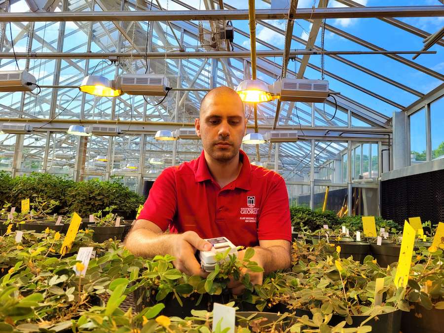 man inside a green house using a device to take measurements on plants