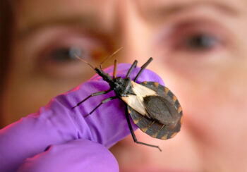 Close up image of an insect