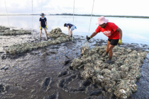 Reef Restoration at Blythe Island