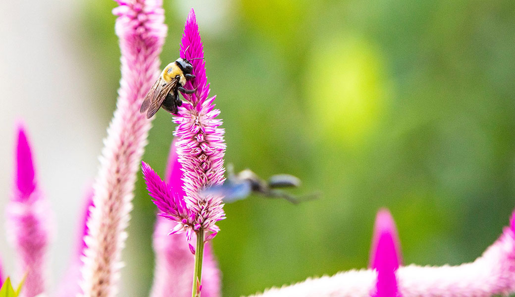 Bees hovering on pink flowers