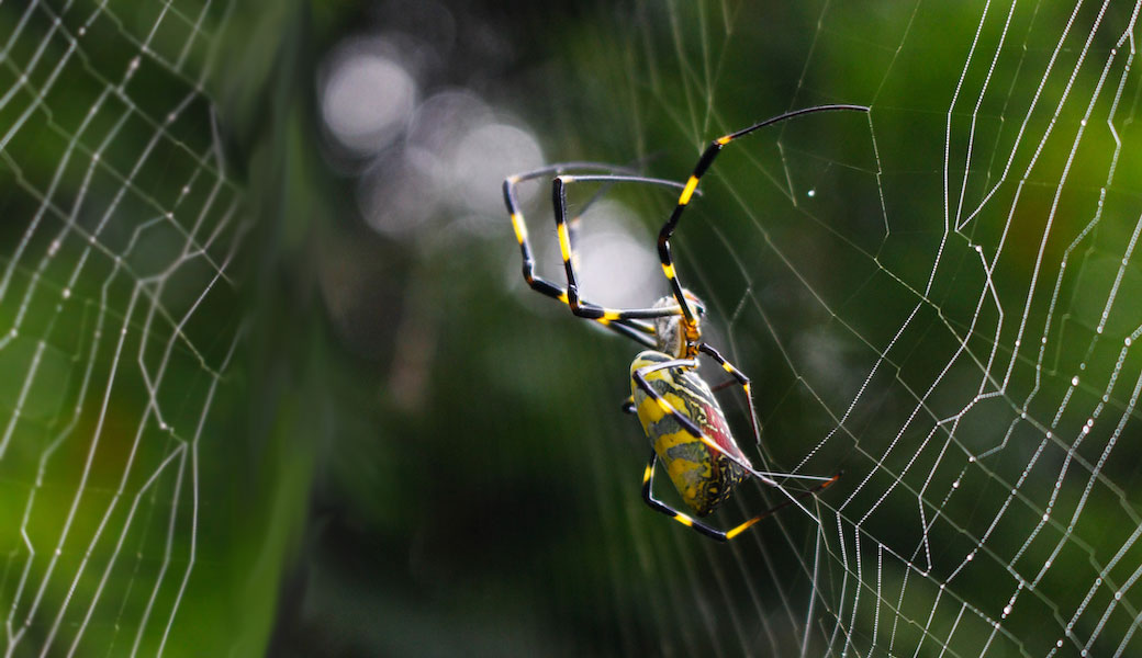 black and yellow stripped spider