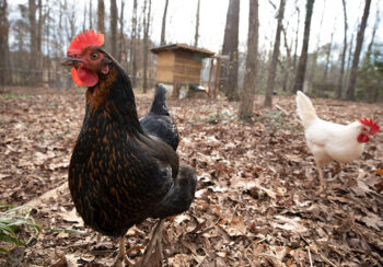 chickens in a backyard