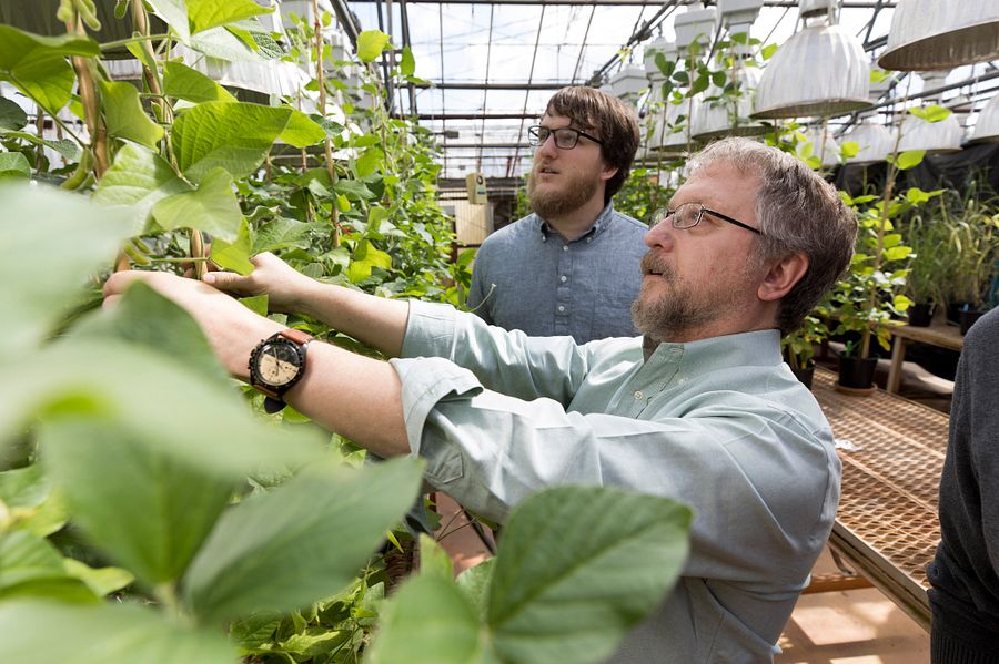 Researchers at UGA's greenhouse looking at gene expression in soybean plants.